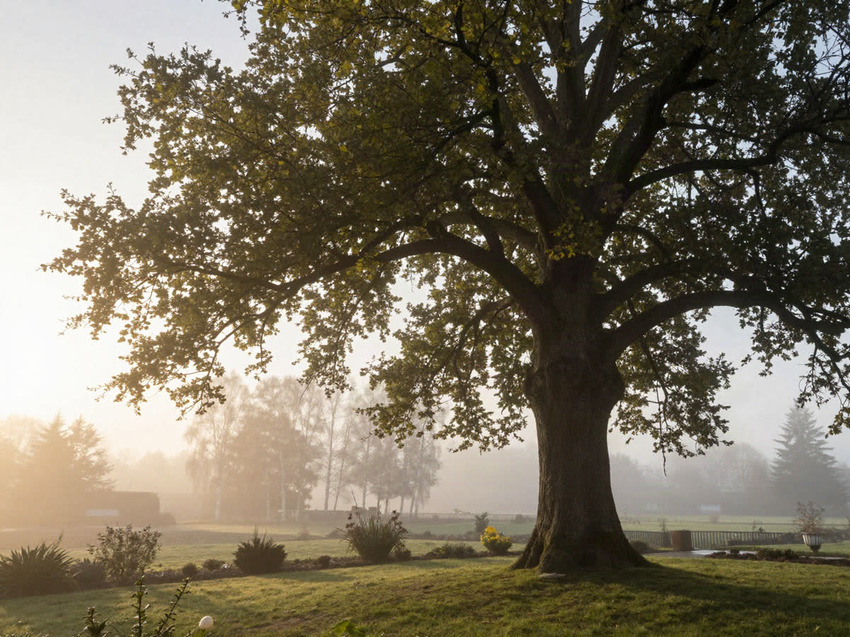 En have med et stort træ i morgenlys